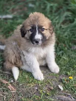 Cedar, a male Australian Shepherd and Great Pyrenees for sale in Wytheville, VA – Photo 3 of 9