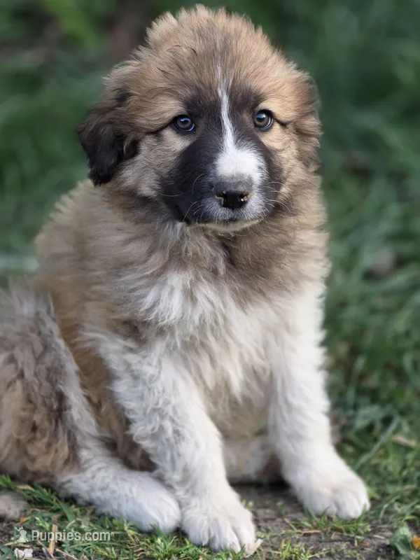 Cedar – Australian Shepherd, Great Pyrenees puppy for sale in Wytheville, VA