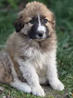 Cedar, a male Australian Shepherd and Great Pyrenees for sale in Wytheville, VA – Photo 1 of 9