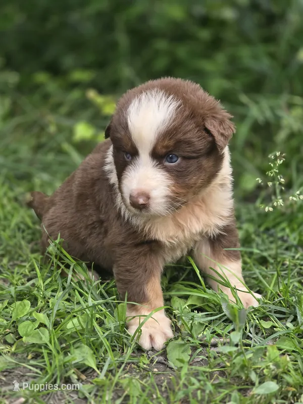 Huck (💚) – Australian Shepherd puppy for sale in Wytheville, VA
