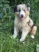 River (🩵), a male Australian Shepherd for sale in Wytheville, VA – 2 of 9