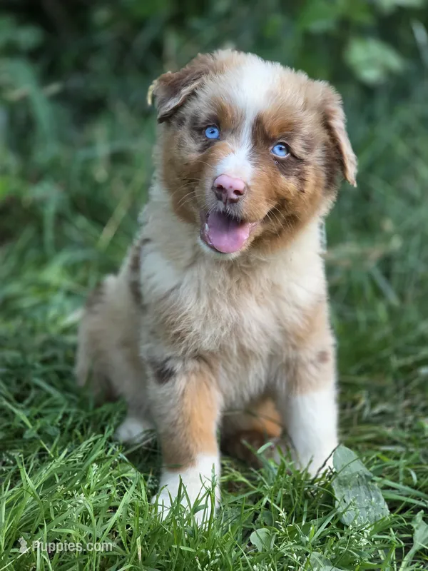 Whiskey  ( 💙) – Australian Shepherd puppy for sale in Wytheville, VA