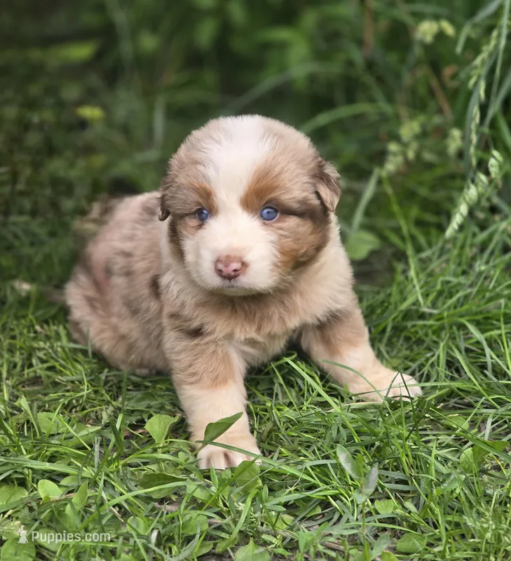 Sienna (🩷) – Australian Shepherd puppy for sale in Wytheville, VA