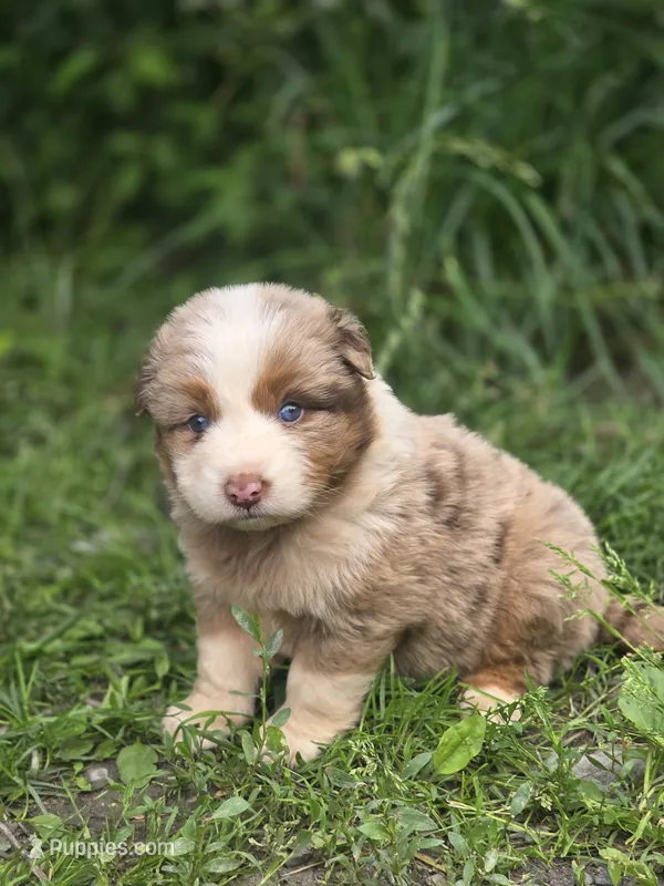 Sienna (🩷) – Australian Shepherd puppy for sale in Wytheville, VA