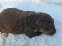 Indie, a female Australian Shepherd for sale in Wytheville, VA – 5 of 10