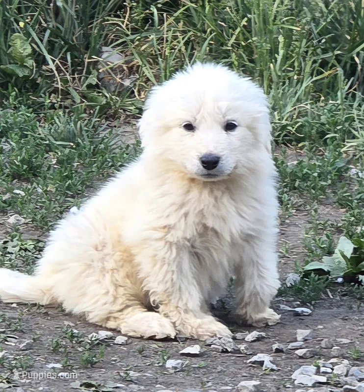 Casper (Tiny but mighty💚) – Great Pyrenees puppy for sale in Wytheville, VA