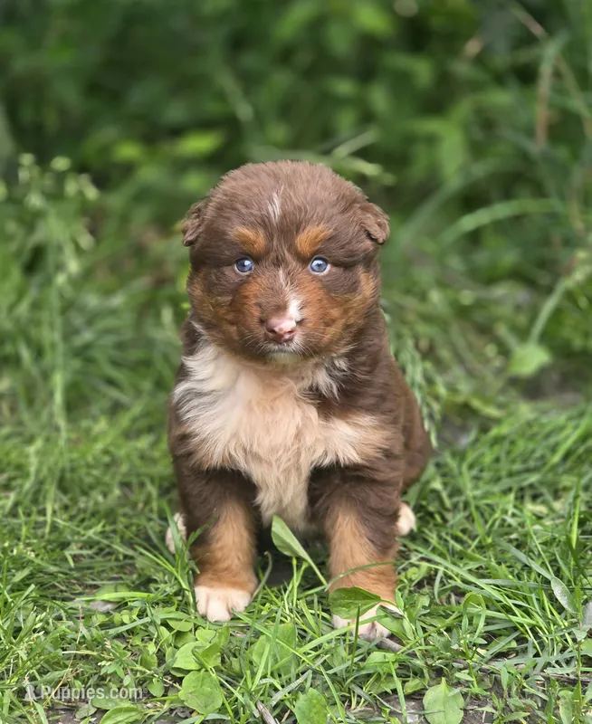 Indie (💜) – Australian Shepherd puppy for sale in Wytheville, VA