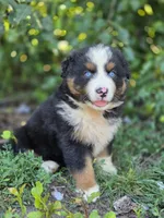Rocky (❤️), a male Australian Shepherd for sale in Wytheville, VA – 5 of 9