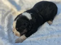 Rocky, a male Australian Shepherd for sale in Wytheville, VA – 3 of 8