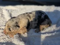River, a male Australian Shepherd for sale in Wytheville, VA – 4 of 9