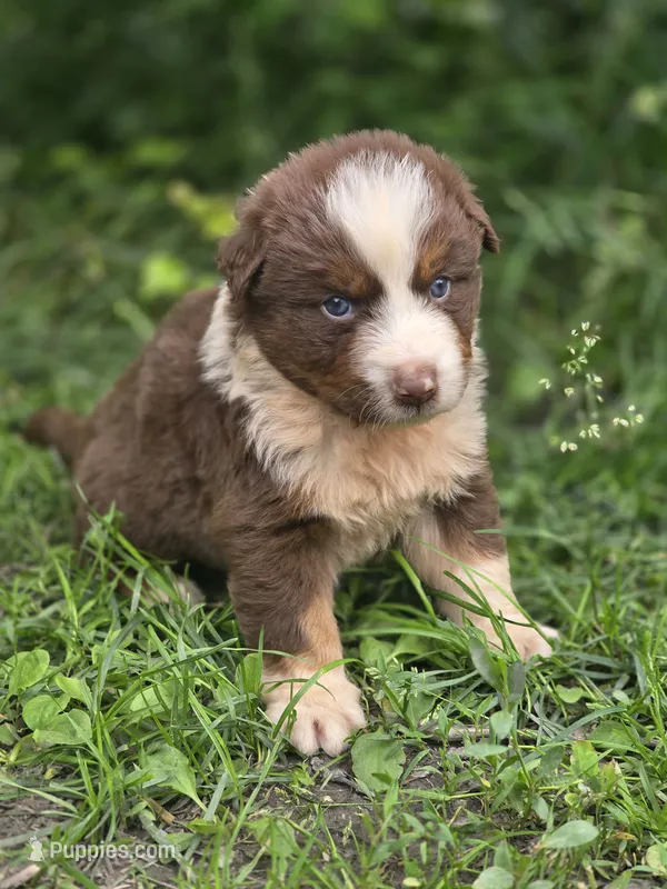 Huck (💚) – Australian Shepherd puppy for sale in Wytheville, VA