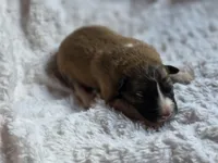 Cedar, a male Australian Shepherd and Great Pyrenees for sale in Wytheville, VA – Photo 1 of 6