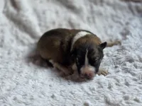 Willow, a female Australian Shepherd and Great Pyrenees for sale in Wytheville, VA – Photo 2 of 6