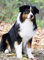 Willow, a female Australian Shepherd and Great Pyrenees for sale in Wytheville, VA – Photo 6 of 6