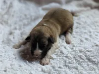 Cedar, a male Australian Shepherd and Great Pyrenees for sale in Wytheville, VA – Photo 2 of 6
