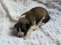 Willow, a female Australian Shepherd and Great Pyrenees for sale in Wytheville, VA – Photo 3 of 6