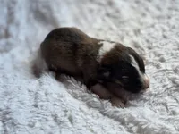 Brooks, a male Australian Shepherd and Great Pyrenees for sale in Wytheville, VA – Photo 2 of 6