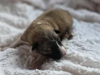 Cedar, a male Australian Shepherd and Great Pyrenees for sale in Wytheville, VA – Photo 3 of 6