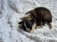 Brooks, a male Australian Shepherd and Great Pyrenees for sale in Wytheville, VA – Photo 3 of 6