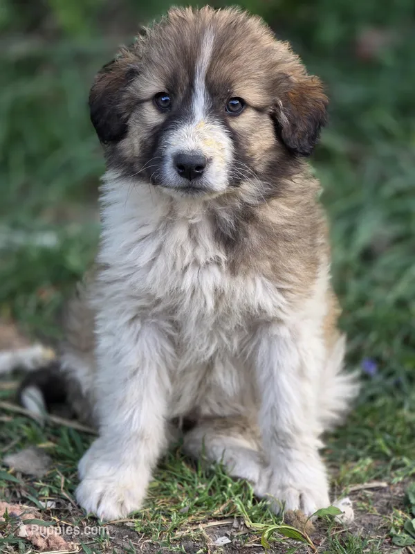 Willow, a female Australian Shepherd and Great Pyrenees for sale in Wytheville, VA – Photo 1 of 7