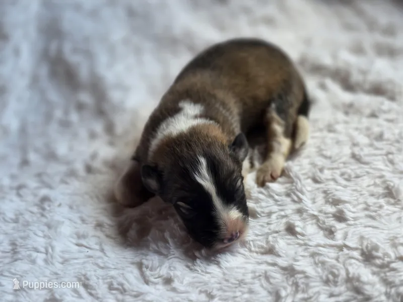 Brooks, a male Australian Shepherd and Great Pyrenees for sale in Wytheville, VA – Photo 1 of 6