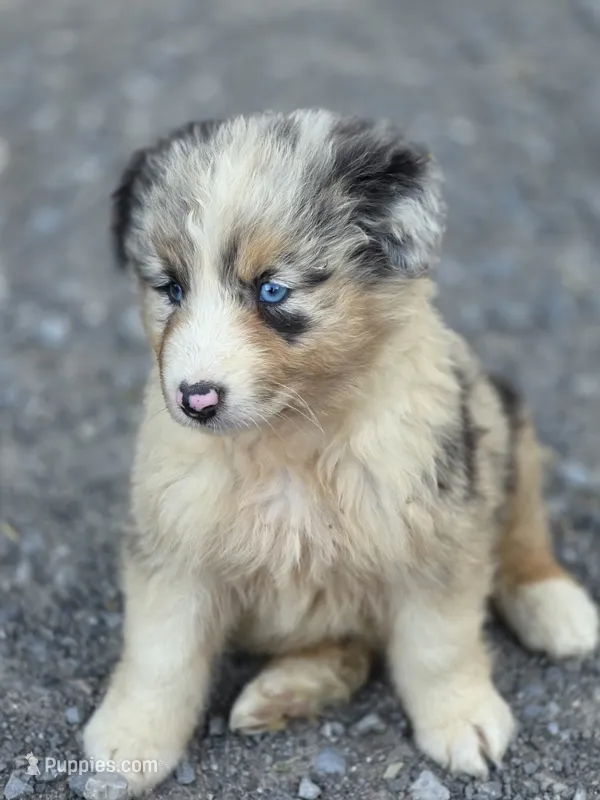 River (🩵) – Australian Shepherd puppy for sale in Wytheville, VA