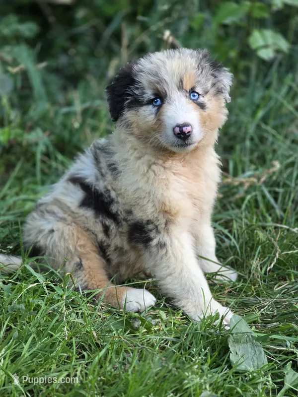 River (🩵) – Australian Shepherd puppy for sale in Wytheville, VA
