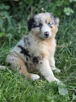 River (🩵), a male Australian Shepherd for sale in Wytheville, VA – 1 of 9