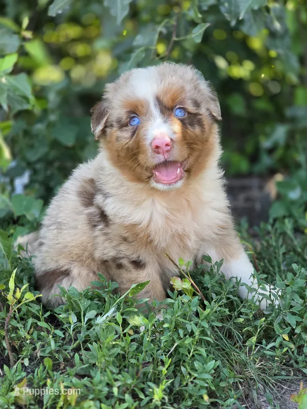 Whiskey  ( 💙) – Australian Shepherd puppy for sale in Wytheville, VA