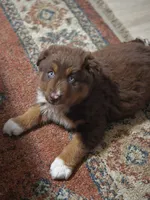 Indie (💜), a female Australian Shepherd for sale in Wytheville, VA – 6 of 10
