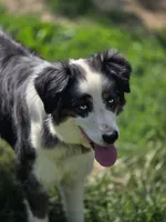 Jewel, a female Australian Shepherd for sale in Wytheville, VA – 2 of 3