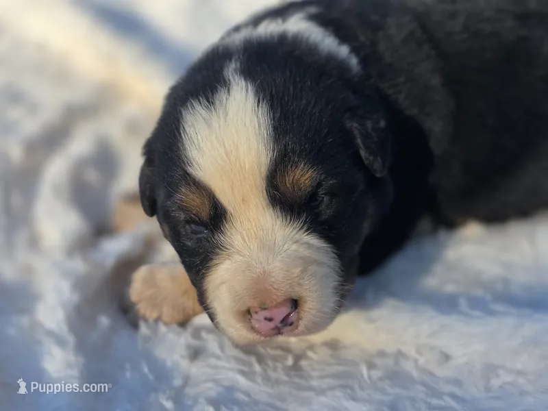 Rocky – Australian Shepherd puppy for sale in Wytheville, VA