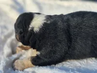 Rocky, a male Australian Shepherd for sale in Wytheville, VA – 4 of 8