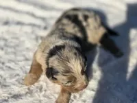 Akira, a female Australian Shepherd for sale in Wytheville, VA – 2 of 6