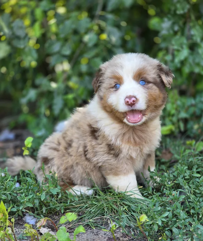 Sienna (🩷) – Australian Shepherd puppy for sale in Wytheville, VA