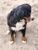 Rayah (AKC), a female Bernese Mountain Dog for sale in Wytheville, VA – 5 of 9