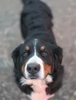Rayah (AKC), a female Bernese Mountain Dog for sale in Wytheville, VA – 4 of 9