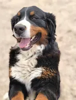 Rayah (AKC), a female Bernese Mountain Dog for sale in Wytheville, VA – 9 of 9