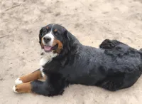 Rayah (AKC), a female Bernese Mountain Dog for sale in Wytheville, VA – 3 of 9