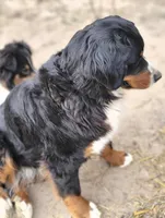 Rayah (AKC), a female Bernese Mountain Dog for sale in Wytheville, VA – 7 of 9