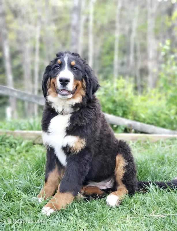 Rayah (AKC) – Bernese Mountain Dog puppy for sale in Wytheville, VA