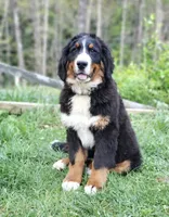 Rayah (AKC), a female Bernese Mountain Dog for sale in Wytheville, VA – 8 of 9