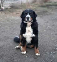 Rayah (AKC), a female Bernese Mountain Dog for sale in Wytheville, VA – 6 of 9
