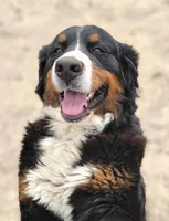 Rayah (AKC), a female Bernese Mountain Dog for sale in Wytheville, VA – 2 of 9