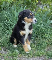 Dallas (Sweetheart 💛), a male Australian Shepherd for sale in Wytheville, VA – 2 of 7
