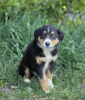 Dallas (Sweetheart 💛), a male Australian Shepherd for sale in Wytheville, VA – 4 of 7