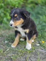 Dallas, a male Australian Shepherd for sale in Wytheville, VA – Photo 2 of 4