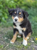 Dallas, a male Australian Shepherd for sale in Wytheville, VA – Photo 3 of 4