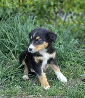 Dallas (Sweetheart 💛), a male Australian Shepherd for sale in Wytheville, VA – 6 of 7