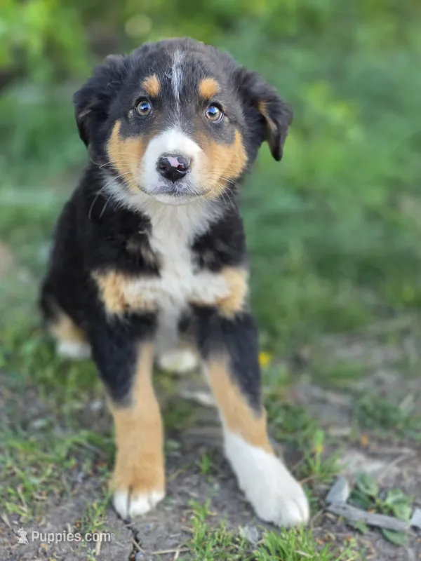 Dallas – Australian Shepherd puppy for sale in Wytheville, VA